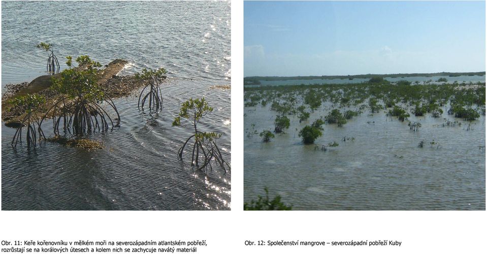 12: Společenství mangrove severozápadní pobřeží Kuby