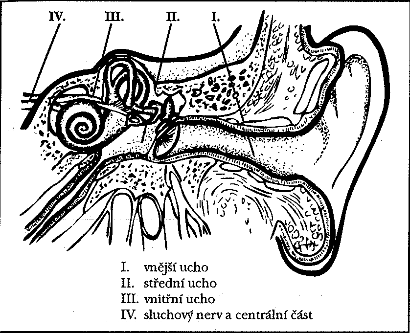 1.3. Anatomie sluchového ústrojí Sluchové ústrojí umoţňuje vnímání tónů a různých zvuků. Sluchové ústrojí dělíme podle J. Machové (2002) na: - zevní ucho, - střední ucho, - vnitřní ucho. - Obr.