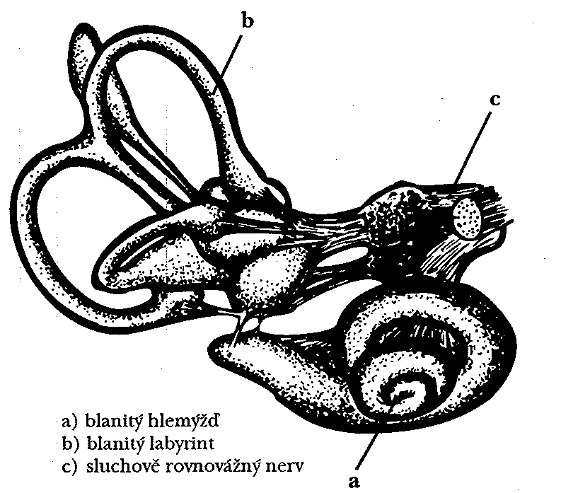 Obr. 2: Struktury vnitřního ucha (Lejska, M., 2003, str. 17) V blanitém hlemýţdi nalezneme vlastní smyslové ústrojí vláskové buňky, které jsou uloţeny v Cortiho orgánu.