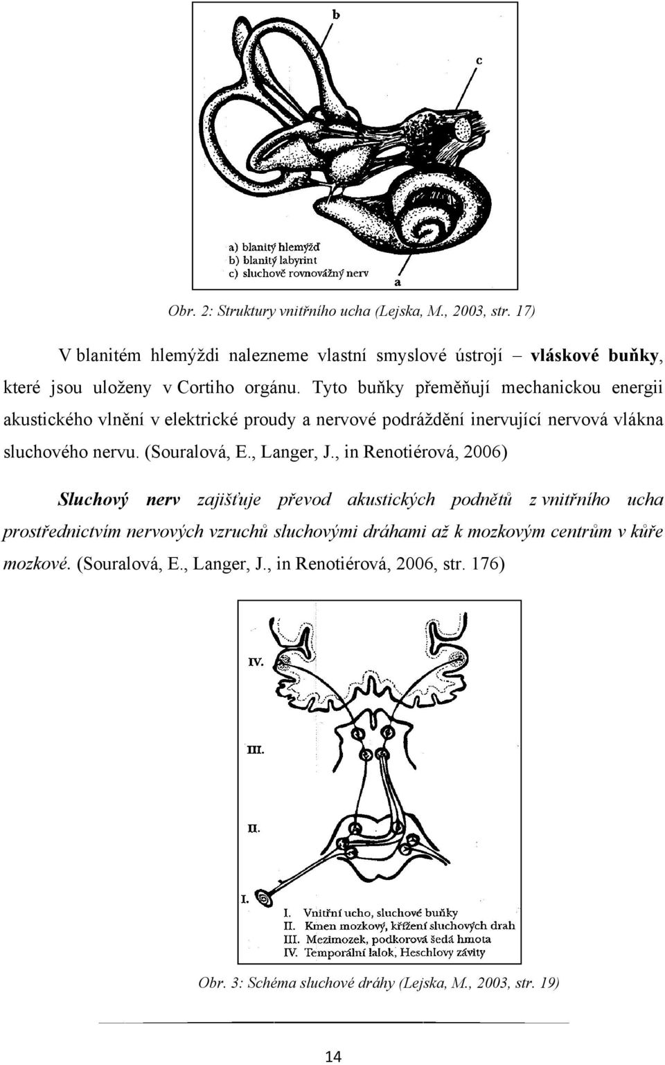 Tyto buňky přeměňují mechanickou energii akustického vlnění v elektrické proudy a nervové podráţdění inervující nervová vlákna sluchového nervu. (Souralová, E.