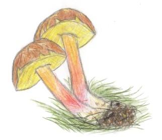 7. Druhy, které zde lze najít II. 9) klouzek sličný (Suillus grevillei) - jedlý, klobouk se špatně sloupnutelnou pokožkou, hřibová vůně, roste velmi hojně, jednotlivě i ve skupinách, pod modřínem.