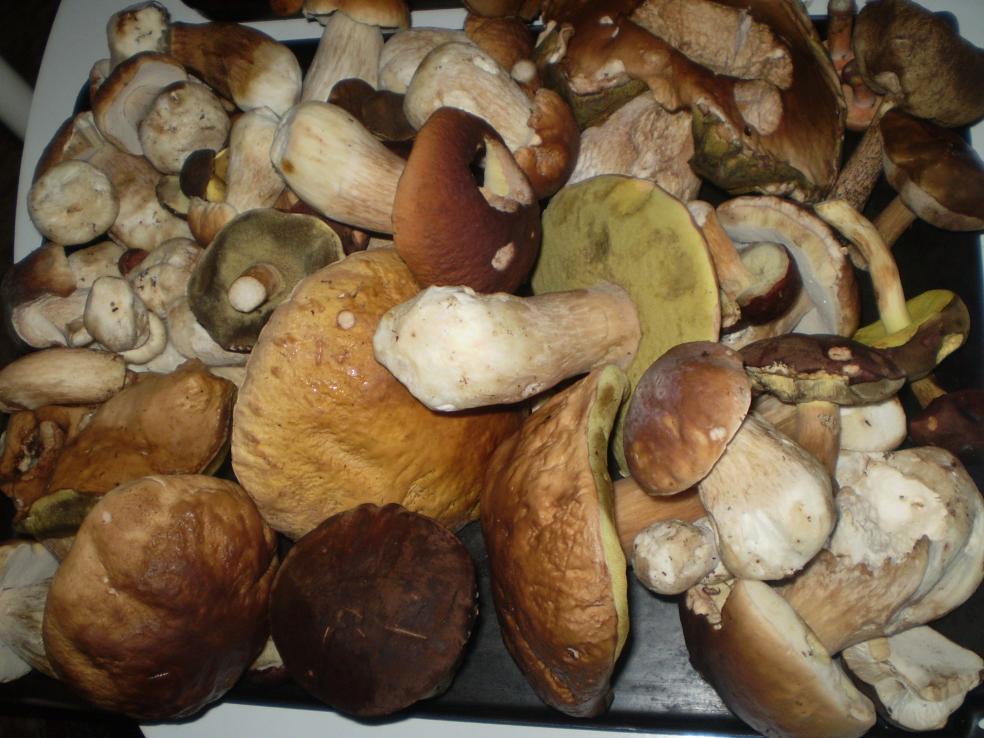 Nejběžnější otravy u nás jsou způsobeny muchomůrkou zelenou (Amanita phalloides), která obsahuje jed zvaný amanitin, poškozující zejména játra.