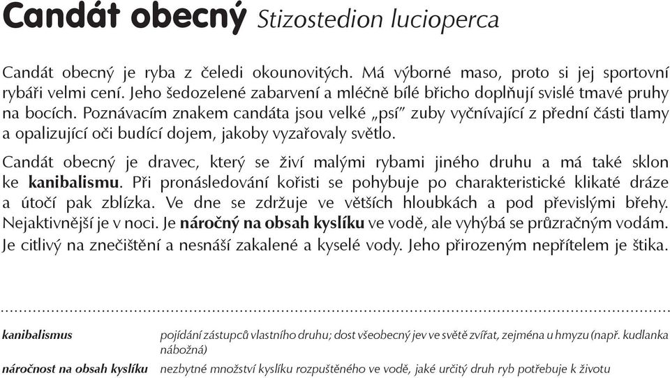 Poznávacím znakem candáta jsou velké psí zuby vyčnívající z přední části tlamy a opalizující oči budící dojem, jakoby vyzařovaly světlo.