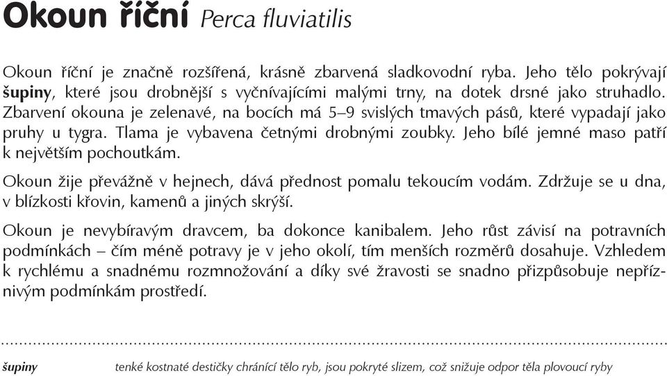 Zbarvení okouna je zelenavé, na bocích má 5 9 svislých tmavých pásů, které vypadají jako pruhy u tygra. Tlama je vybavena četnými drobnými zoubky. Jeho bílé jemné maso patří k největším pochoutkám.