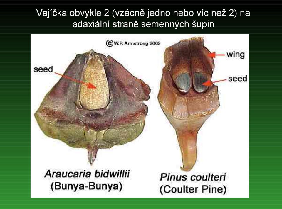 víc než 2) na