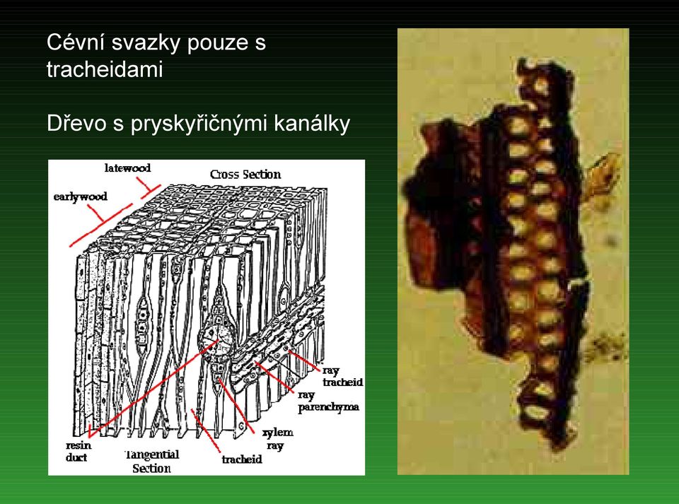 tracheidami