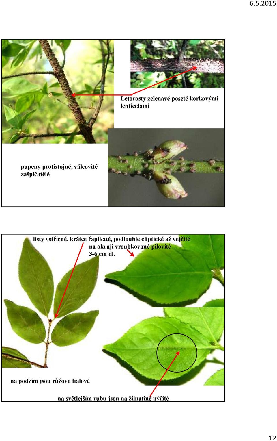 eliptické až vejčité na okraji vroubkovaně pilovité 3-6 cm dl.