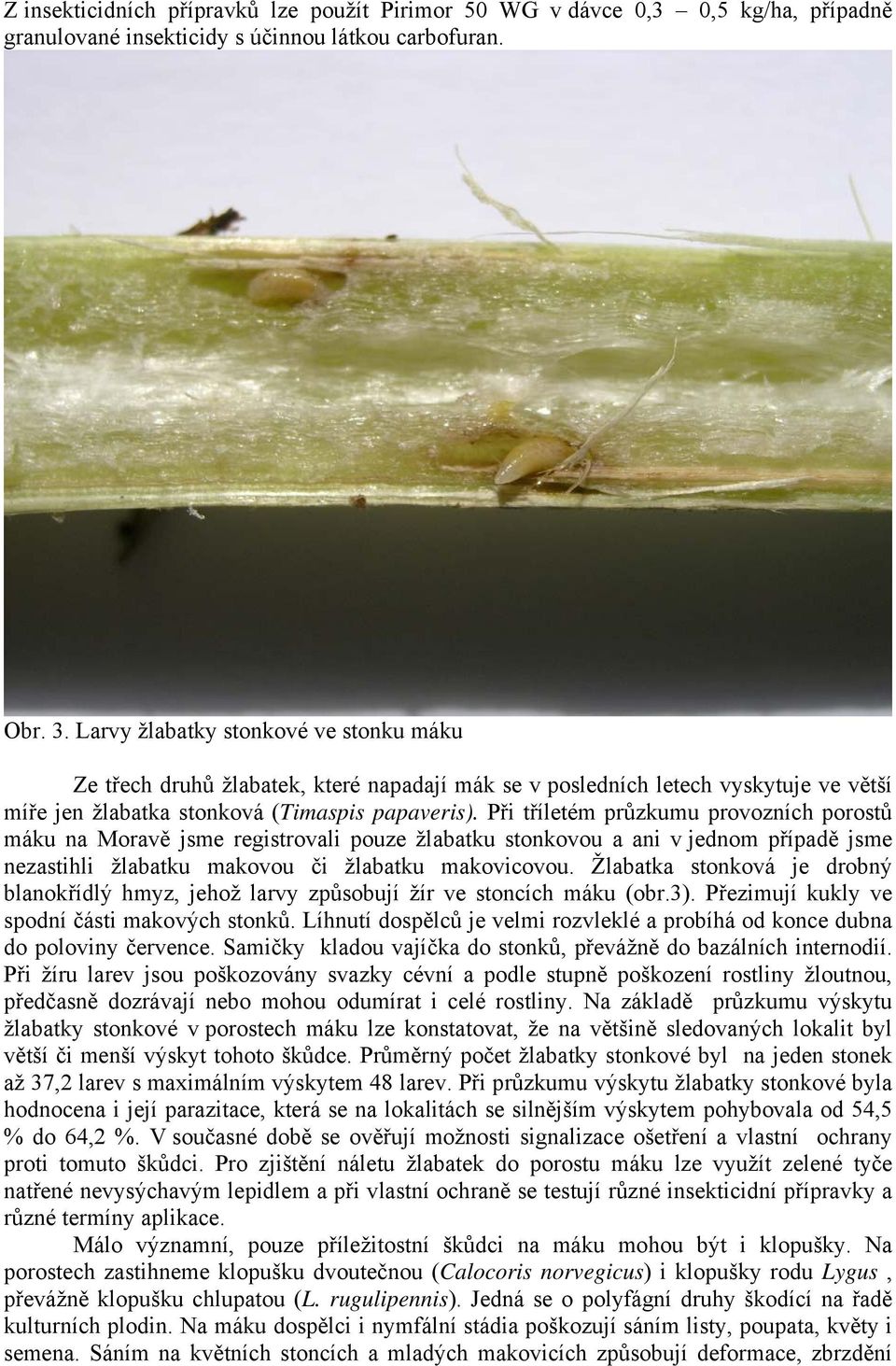 Při tříletém průzkumu provozních porostů máku na Moravě jsme registrovali pouze žlabatku stonkovou a ani v jednom případě jsme nezastihli žlabatku makovou či žlabatku makovicovou.