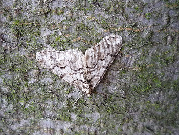 Tmavoskrvnáč dubový (Agriopis leucophaearia) je typickým druhem