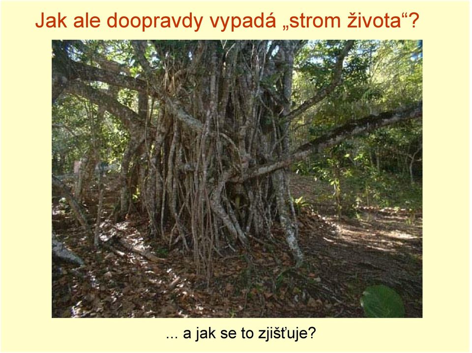 vypadá strom