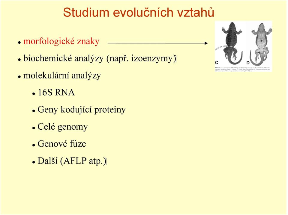 molekulární analýzy 16S RNA Geny kodující