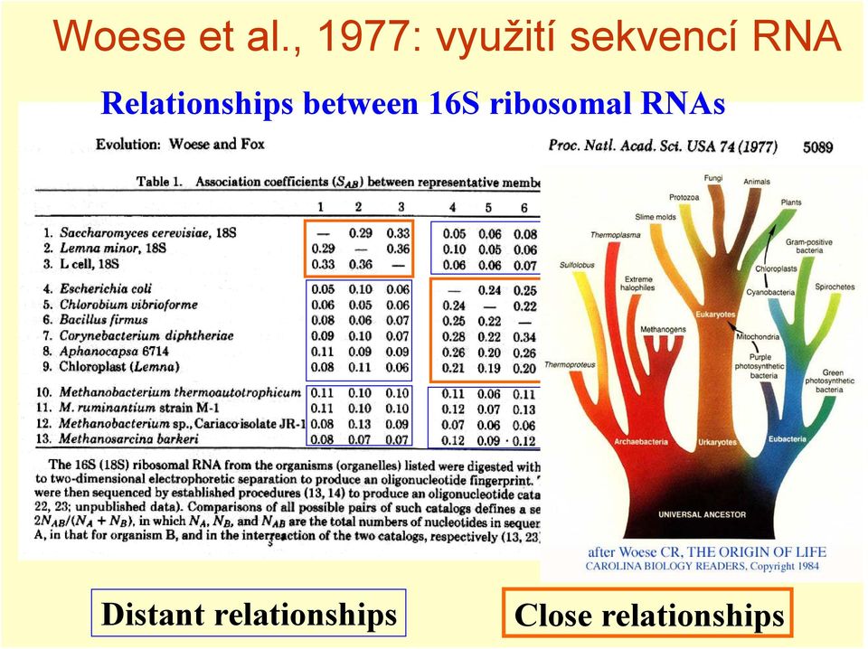 Relationships between 16S