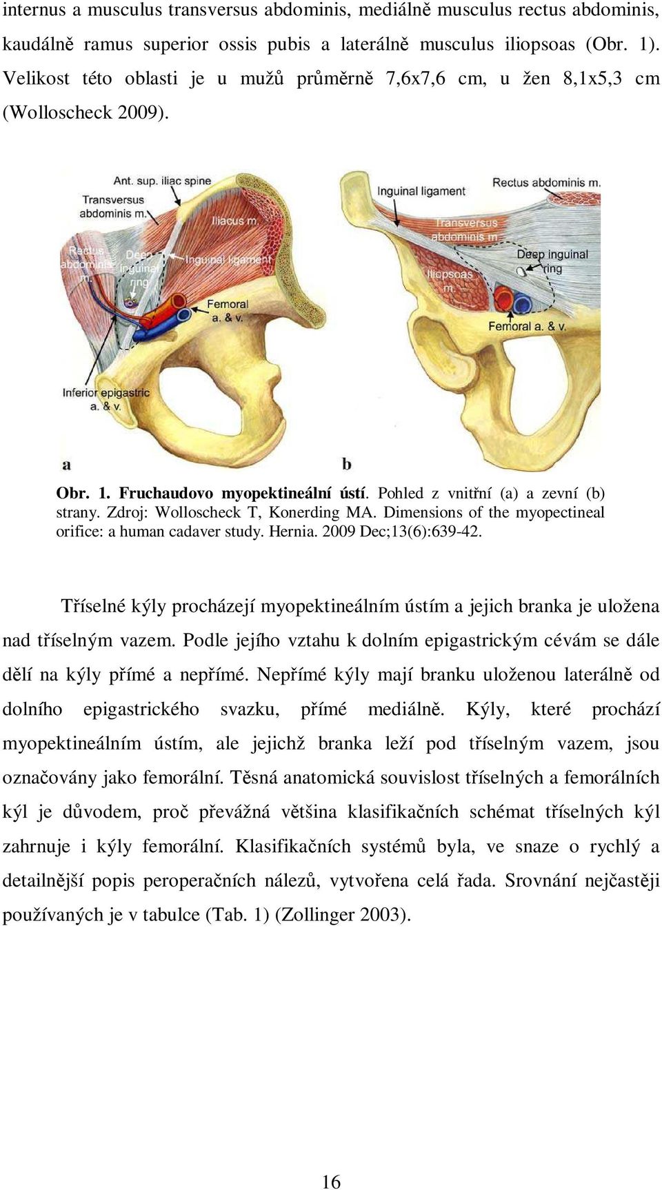 Zdroj: Wolloscheck T, Konerding MA. Dimensions of the myopectineal orifice: a human cadaver study. Hernia. 2009 Dec;13(6):639-42.