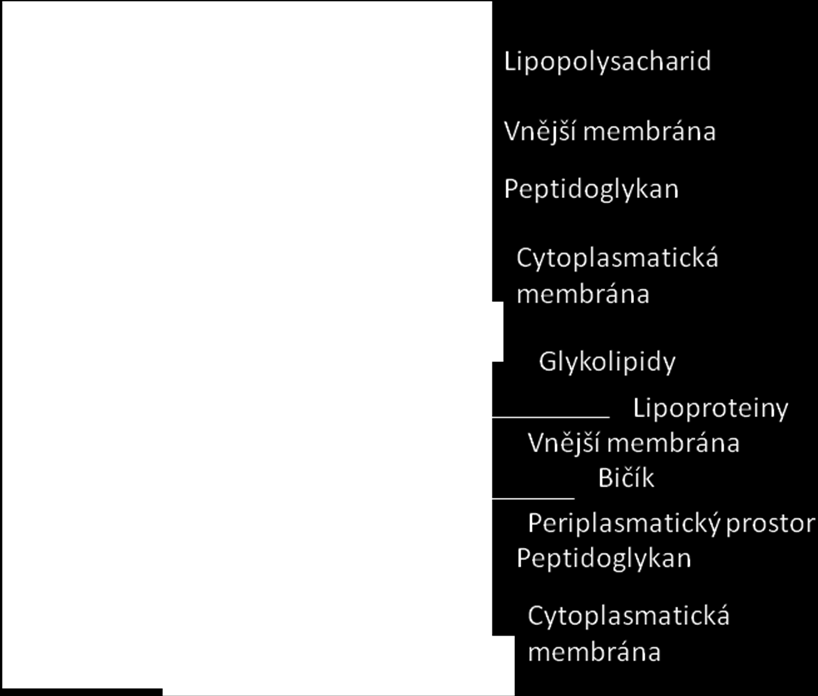 Třebaţe spirochéty jsou některými autory často řazeny mezi Gram-negativní bakterie, jsou zde zásadní odlišnosti v architektuře buněčné stěny spirochét od buněčné stěny Gram-negativních bakterií.