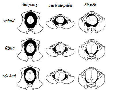 v příčné nebo šikmé pozici a poté v průběhu druhé fáze porodní rotuje o 45 nebo 135 stupňů (Trevathan, 1988). Obr. 1 Srovnání pánevních rovin u šimpanze, australopitéka a člověka.