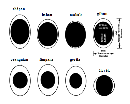 Obr. 3 Vztah mezi velikostí pánve matky (bílá elipsa) a hlavičky novorozeného mláděte (černá elipsa) (zpracováno podle Rosenberg a Trevathan, 2002).