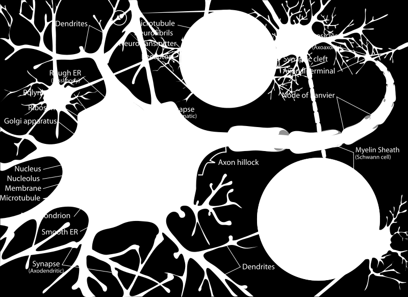 3 NEUROFILAMENTA Neurofilamenta jsou elektronmikroskopicky viditelné vláknité struktury v cytoplasmě nervových buněk, součást neurofibril. Patří do skupiny intermediárních filament.