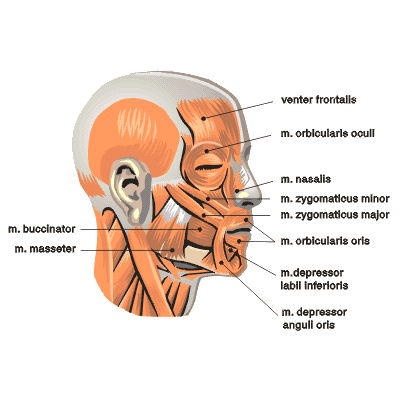 M. occipitalis - vede od linea nuchalis suprema vzhůru do galea aponeurotica. Táhne galea aponeurotica dozadu.