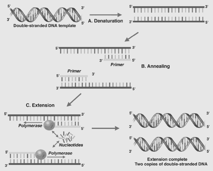 Samotná PCR reakce probíhá v termocykléru a skládá se ze třech fází (znázorněny na obrázku č.
