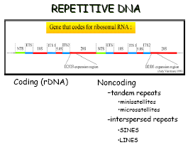 Techniky DNA fingerprinting použití vysoce variabilních úseků DNA pro identifikaci jednotlivců