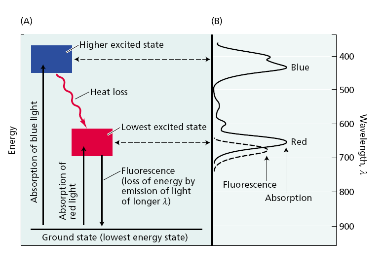 Fluorescence 1 z možností deexcitace chlorofylu přenos