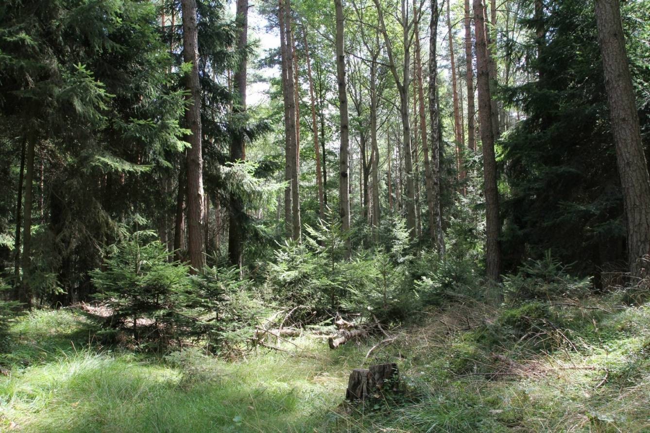 PRO SILVA BOHEMICA pobočka České lesnické společnosti Branch Office of the Czech Forest Society Česká lesnická společnost, pobočka Pro Silva Bohemica ve spolupráci s Obcí Obora a Lesy České