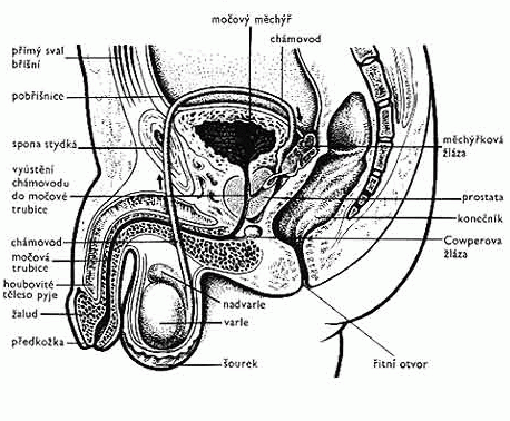 zabezpečuje rozmnožovací fci. skládá se z pohlavních žláz (viz.