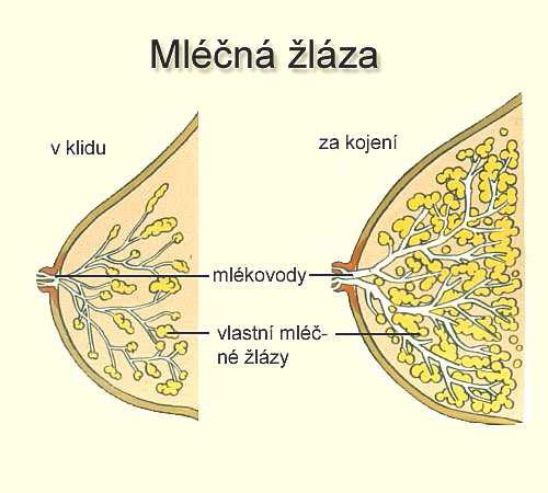 POROD skládá se ze 4 fází: fáze přípravná = příprava pohlavního aparátu a celého organismu na poro 1.