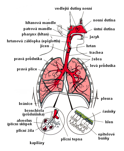 Anatomie dýchacího ústrojí plíce (pulmo) obalené pohrudnicí bronchioly