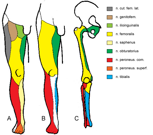 Inervace dolní končetiny -