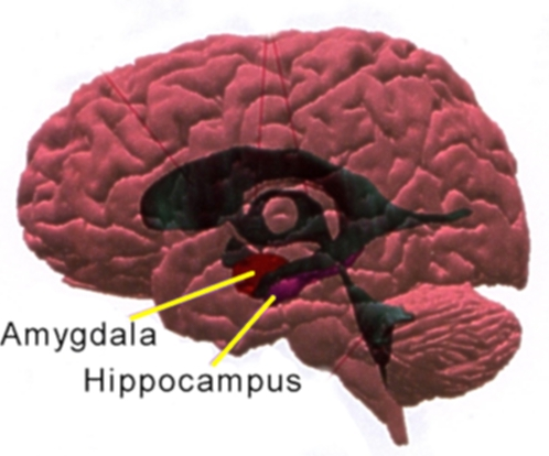 Paměť neurologie Případ publikovaný Milnerem (1959). Pacient H.M. prodělával v průměru 10 epileptických záchvatů denně.