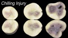 Fyziologické změny u skladovaných brambor Klíčení hlíz Chladové sládnutí brambor stresová reakce buněk na chlad Mechanické poškození - zahojení poškozených hlíz vznikem povrchové korkové vrstvy