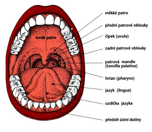 ohraničují: rty - podílí se na artikulaci, mimice tváře