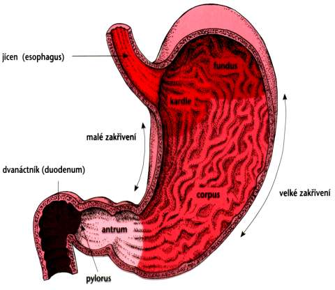 ONEMOCNĚNÍ TRÁVICÍHO TRAKTU 125. anatomie, žaludek vakovitě rozšířená část trávicí trubice velikost i poloha je individuální, závisí např.