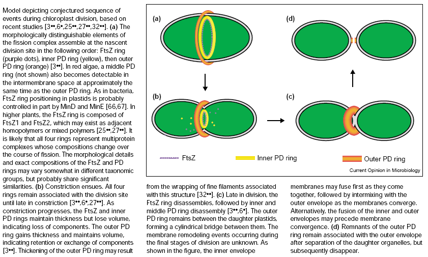 Current Opinion in Microbiology 4:639-646, 2001 Model dělení plastidů (Osteryoung 2001): zúčastní se ho