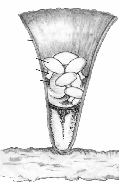 PRACOVNÍ LIST 6 Gasteromycetidae, Lichenes 1. Napiš typ stélky dle anatomie a morfologie a popiš. 2.