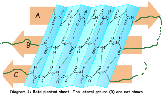 β struktura (struktura skládaného listu) Segmenty natažených polypeptidových řetězců.