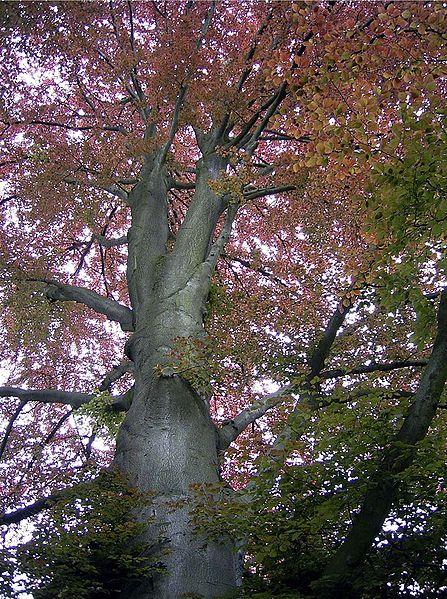Buk Buky poznáte podle elipsovitých listů s vlnitým okrajem. Mají šedivou a hladkou kůru. Patří mezi základní listnaté stromy našich lesů.