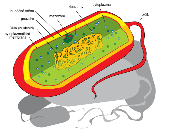 PROKARYOTICKÝ TYP BUNĚK 1-10 µm Archebakterie Eubakterie (bakterie a sinice) Prokaryotická buňka: prokaryotické jádro, cytoplazma, plazmatická membrána Prokaryotické jádro nukleoid - není ohraničeno