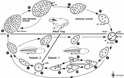 stejnocenných jader - buňka aţ 1000 µm, oválná, na průřezu