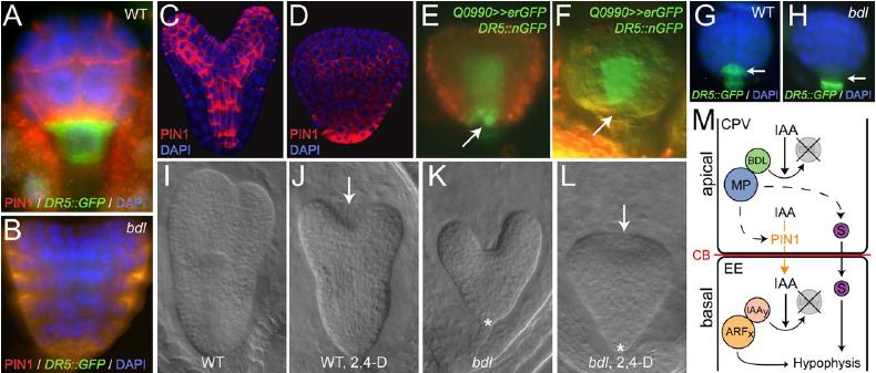 role auxinu v rané embryogenezi, ustavení osy embrya auxinové maximum v apikální buňce se exprimuje MP (MONOPTEROS) = transkripční faktor kontrolující expresi dalších genů řízených auxinem, BDL