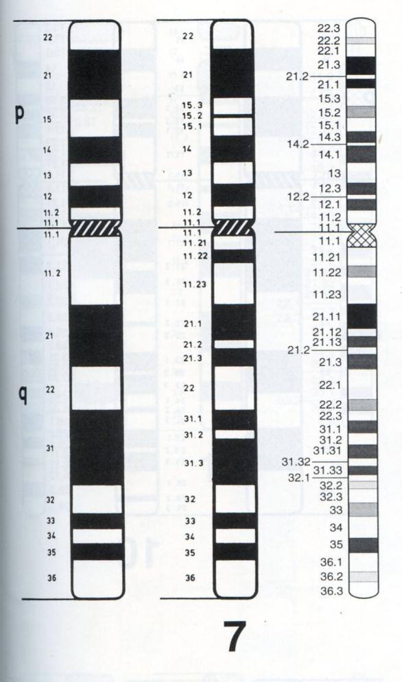 pruhování chromosomů číslování pruhů na chromosomech pruhy na každém raménku jsou očíslovány vzestupně od centromery k telomeře s postupnou kondenzací chromosomu během mitózy