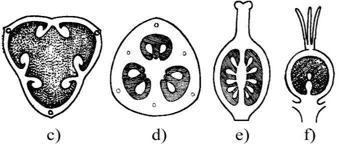 a) b) Placenta (semenice) je pletivo vnitřní stěny semeníku, z něhož vyrůstají vajíčka. Placentací rozumíme způsob umístění placenty v semeníku.