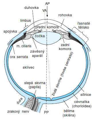 1 Anatomie a fyziologie zrakového orgánu 1.1 Anatomie oka Z anatomického hlediska je oko složitý orgán, jehož schéma je zobrazeno na Obr. 1. Zrakové ústrojí se skládá z vlastního orgánu zraku (oční koule - bulbus) a z přídatných orgánů oka.