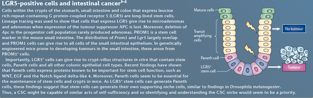 LGR5 (Leucine-rich repeat-containing G proteincoupled receptor 5) LGR5+ stem cells were identified to fuel stem cell activity in murine intestinal