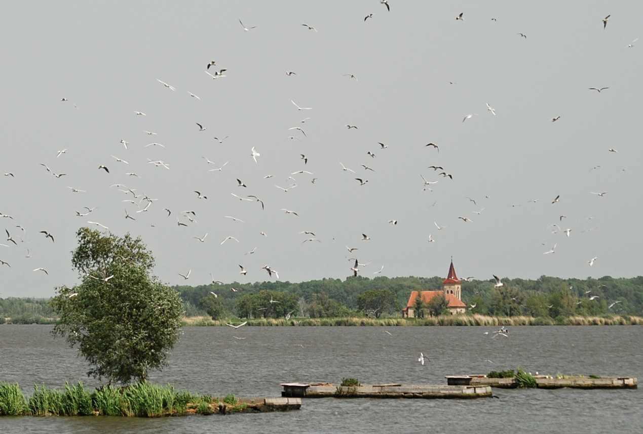 Studie shrnující výsledky ornitologického monitoringu managementových lokalit projektu Neovision Gašpar Čamlík, Petr Berka ALKA Wildlife, o.p.s. Lidéřovice 62, 380 01 Dačice www.alkawildlife.