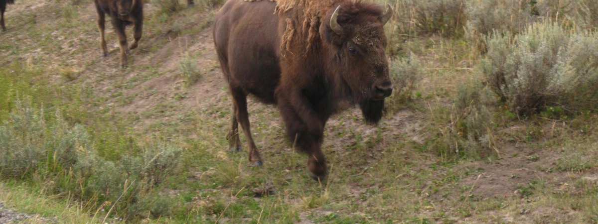 Zubr evropský poslední divoké stádo žije v Polsku (Bialowiežský prales) Bizon americký byl