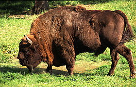 http://cs.wikipedia.org/wiki/zubr_evropsk%c3 %BD Hromada lebek zastřelených bizonů, 70.