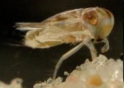 2005 Chironomidae (Cricotopus gr. sylvestris, Glyptotendipes sp., Microtendipes gr.