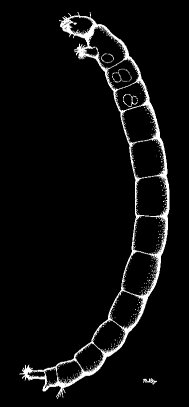 Shrnutí po odbahnění změna struktury dna více anorganických substrátů a holého dna posun od fytofilních k druhům volného dna (známo pro bezobratlé a pro ryby) odstranění semenné banky živočichů